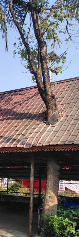东南亚风别墅住宅庭院商业照片 | AI智能生成设计模板-千图AI